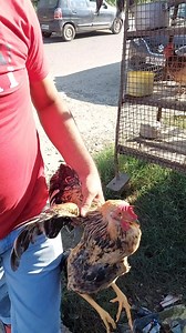 25K views · 583 reactions | Chulhe Wala Desi Murga From Jammu | Karan Dua | Facebook