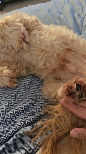 Shhh! Cavapoochon Doggie sleeping