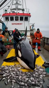 1.4M views · 9.3K reactions | Fisherman Rescue Orca Whale From Deadly Piranha! #rescue #wildlife #animals | Paul Vu | Facebook