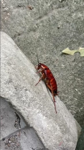 A large American cockroach nymph... #cockroach #insects #animals #shorts