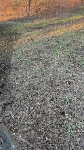 Drag Harrow on the Food Plots (early start this year). Before and After.