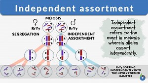 Independent Assortment Definition and Examples - Biology Online Dictionary
