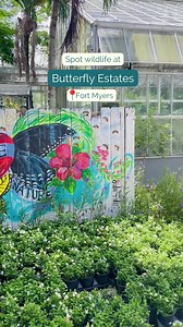 48K views · 126 reactions | Spot our local wildlife residents at these locations during your next visit! 曆囹列 | Visit Fort Myers | Facebook