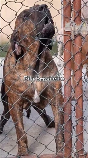 Dogo Argentino vs Fila Brasileiro – Who Would Win?