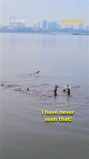 Otter Family Chase Off Huge Crocodile!🐊😱