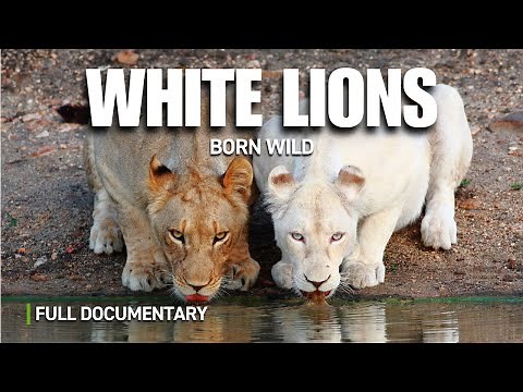 Extremely Rare: White Lions in the Wild | Full Nature Documentary