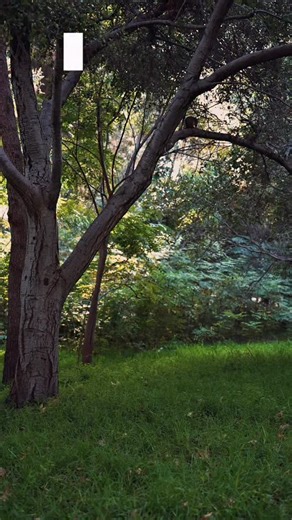 𝑳𝒂𝒖𝒓𝒆𝒏 Wyllie on Instagram: "Rodenticides are chemical poisons used to kill rodents like rats, mice, gophers and ground squirrels. Raptors are incredible at natural rodent control, but rodenticides put them at serious risk. 🦉💔 Poisoned rodents don’t die right away, they get weak and slow, making them easy for owls and hawks to catch. When a raptor eats that rodent, the poison transfers to them, leading to internal bleeding, seizures, or organ failure. Many never recover. One barn owl fam