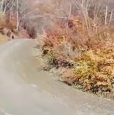 457K views · 7.8K reactions | Te lumtë Tomor Gashi! Ciga dhe Sharku junior ne aksion. | Wild Boar Hunting | Facebook