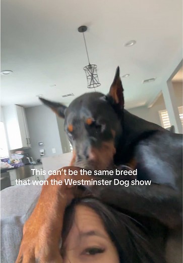 Is My Doberman Different? Westminster Dog Show Insights