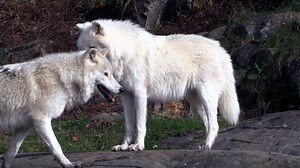 Wolves Are Loyal For Their Mate