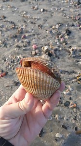 16K views · 960 reactions | So cool to find a live cockleshell this morning! Have you ever seen one? They are so heavy! I returned him back to the water to live another day 朗 | Padre Island Madre | Facebook
