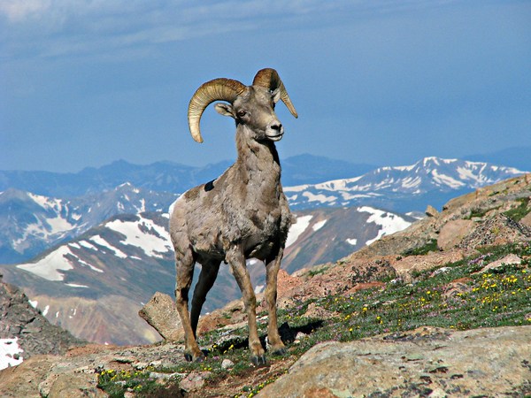 Do you know every Colorado state symbol?