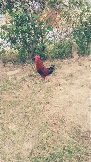 Aseel murga fight 🔥🔥 #chicken #aseelmurga #murgchana #cheenaaseel #java #birds