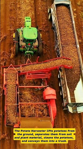 Potato Harvester in Action: From Field to Truck!