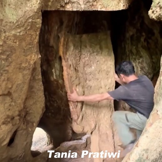 382K views · 6.9K reactions | He found a space inside a giant tree that was suitable for building a comfortable and safe shelter from the rain | Tania Pratiwi | Facebook