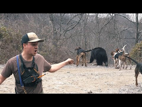 THREE BIG BEAR in ONE DAY - Bear Hunting with Hounds