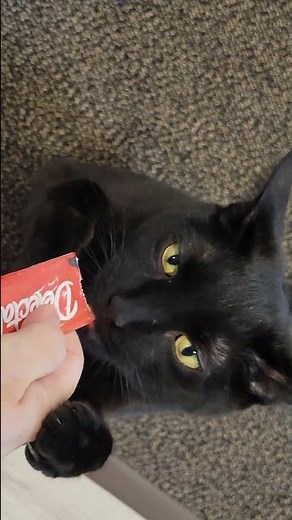 Speedy’s ASMR Treat Time! 🐾 Squeeze Pouch Smacks | Kitten Caboodle