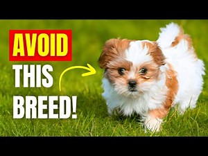 10 WORST Dog Breeds for Seniors (Some May Surprise You) | Dog Behavior Explained