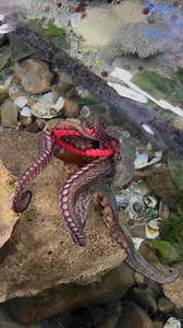 21K views · 165 reactions | Meet Ursula the friendly octopus from...