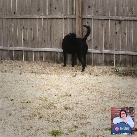 Nosey neighbor peeking through the fence