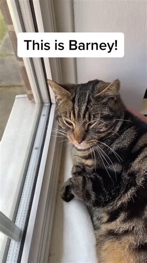 Barney: A Resilient Disabled Cat's Heartwarming Journey