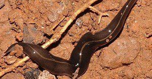 Potentially Deadly Parasite Discovered In The US. This Is What It Looks Like And What It Can Do To You If You Ever See It