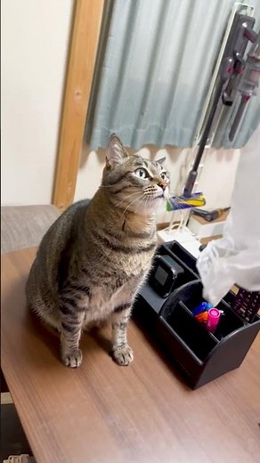 その⑧保護猫がママを思い出して】遊びに夢中になる姿が可愛すぎる!! #保護猫 #猫の日常 #猫が甘える