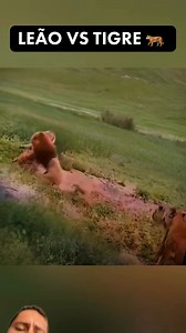 201K views · 5.1K reactions | Leão vs tigre, tigre vs leão #leao #lion #tigre #tiger #animals #selvagem #reels | Bicho sem filtro | Facebook