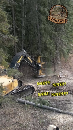8.6M views · 10K reactions | Cutting trees down faster than a human can blink! #sound #machine #working #heavyequipment #tigercat #work | tbraat | Facebook