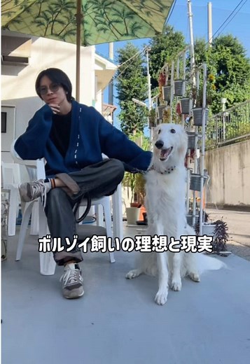 ボルゾイ犬の理想と現実