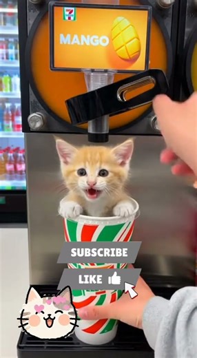 “Mango Slurpee… But a Mango Kitten Comes Out!? 🥭🐱😳”#cat #shorts