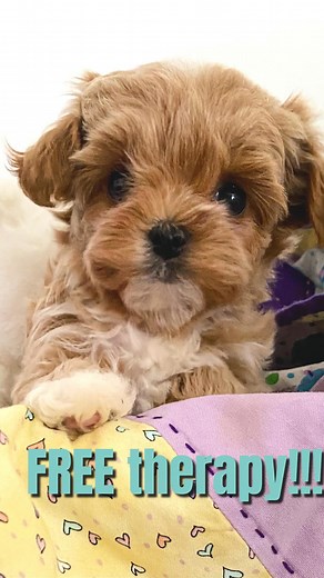 Free therapy is offered to every dog puppy owner on a daily basis! It’s called therapy of love💗🐾💗 These little fluffy angels haven’t come into your life by accident! Just open your heart, let the cuteness in and allow miracles to begin🙌🌸💕🐾💙❤️🐾💕🌸 #miracledog #miracleshappen #miraclesfromheaven #lovetherapy #freetherapy #cutedogs #cuteanimals #cutestdogs #cutestdog #cutepuppy #cutepup #cutestpuppyever #maltipoolove #maltipoolovers #maltipoolife #doglover #doglife #cutnessoverload #cutne
