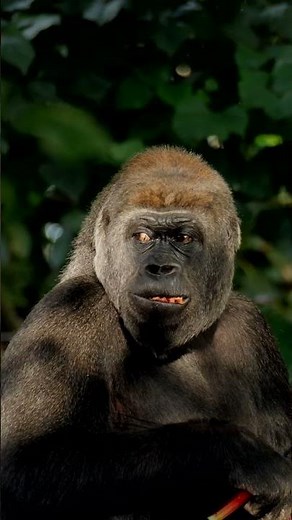 Take a moment to relax with Western Lowland Gorilla troop at Melbourne Zoo.