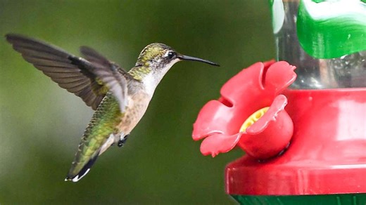 Hummingbirds are on the move. Have they reached Ohio? See migration map