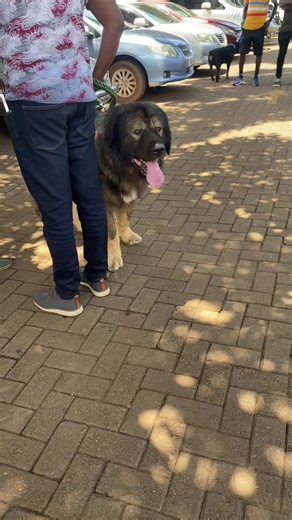 bruce the dog trainer GIK9 (@brucemavadothedotrainer)’s videos with WOLF - Jurgaz & No ExpressioN