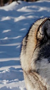 Download Captivating Close-Up Footage of a Wolf in Snowy Landscape for free