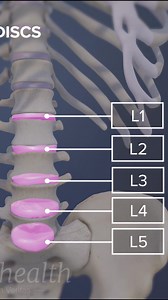 31K views · 246 reactions | Need a better understanding of lower back pain? Discover the basics of lumbar disc anatomy — how your spinal discs function, what causes disc bulges or herniation, and why proper posture matters. | Spine-health | Facebook