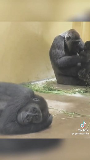 301K views · 5.4K reactions | Nous En période d’ovulation… | Ozoua De gagnoa | Facebook