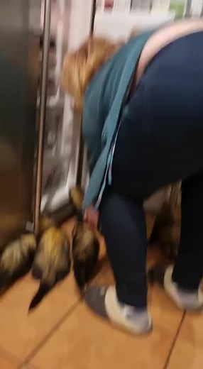 #ferretsoftiktok #ferret #food #getout when you just wanted to get some milk and the whole business decides to make a new game