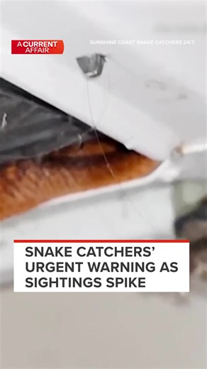 Viral social media videos of reptile rescues have people thinking it's an easy feat. It's led to a huge increase in snake bites, and professional catchers are furious. Watch the FULL STORY on 9Now or the A Current Affair YouTube channel. #Snake #SnakeTok #Queensland #Australia #9ACA