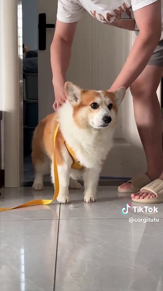 Corgi Cuties: Meet My Adorable Pet
