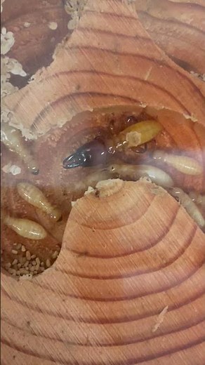 **RARE VIDEO** The Sound of Termite Soldier