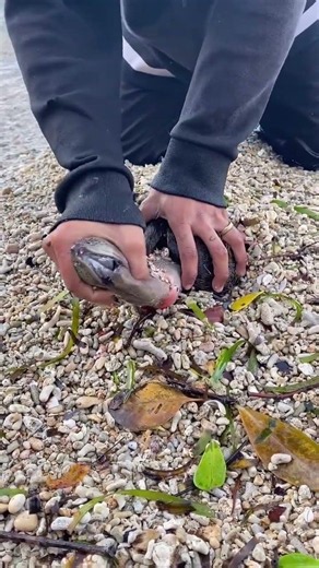 Everything You Need to Know About Eel Fish