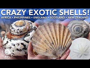 Crazy Exotic Shells | International Shelling | Shell & Beach Shares | Virtual Shelling | Plum Island