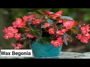 Summer BEGONIA PLANT CARE, How to Grow and Propagate Begonia flower - Garden Tips