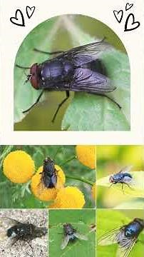 🪰♤⁷☆⁴ Orange-Bearded Bluebottle (Calliphora vomitoria) in Blowfly Family (Calliphoridae)