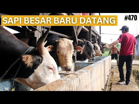 SAPI BESAR BARU DATANG PETERNAKAN PODO RUKUN