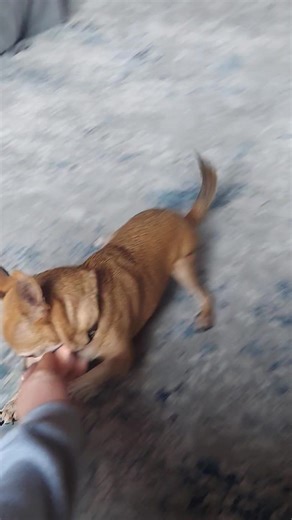 13K views · 237 reactions | Calling all chihuahua lovers! If you've...