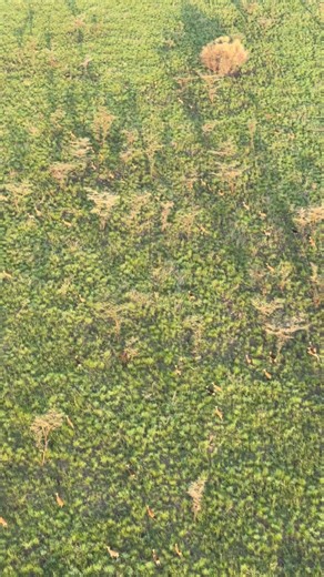 Christoff Adendorff on Instagram: "At the onset of the wet season, vast herds of white-eared kob begin their southward migration from the Sobat River region. After using the Sobat floodplains as lekking grounds during the dry season, they move down into Boma and Badingilo National Parks, where fresh rains trigger new grass growth and the breeding season begins. This is all part of the Great Nile Migration in the land of great abundance, South Sudan #wildlifeconservation #africanparks #whiteeared