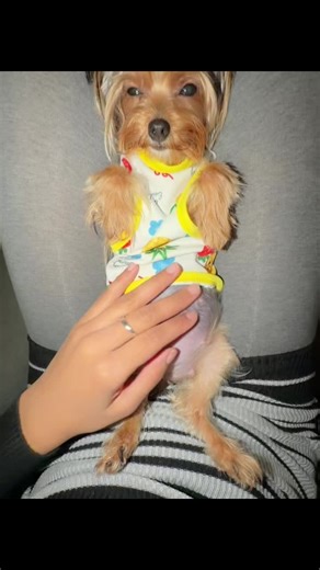 Exciting News: Our Yorkie Mama is Expecting!